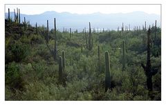 Ghost Saguaro