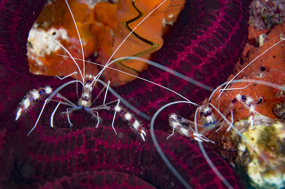 ghost shrimp