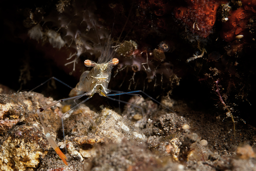 Ghost Shrimp - Kemponia tenuipes - Dünnfuss-Putzergarnele (Rotscheren Garnele)