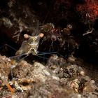 Ghost Shrimp - Kemponia tenuipes - Dünnfuss-Putzergarnele (Rotscheren Garnele)