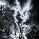 Ghost tree