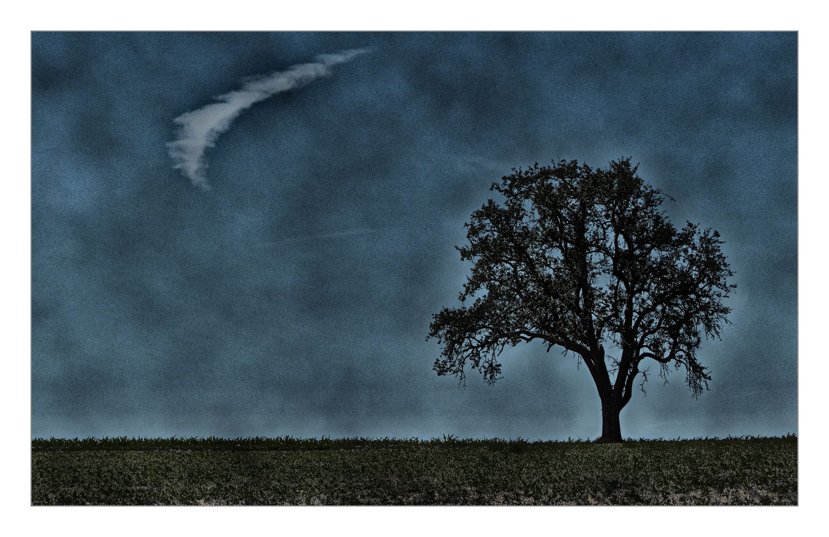 Ghost Tree