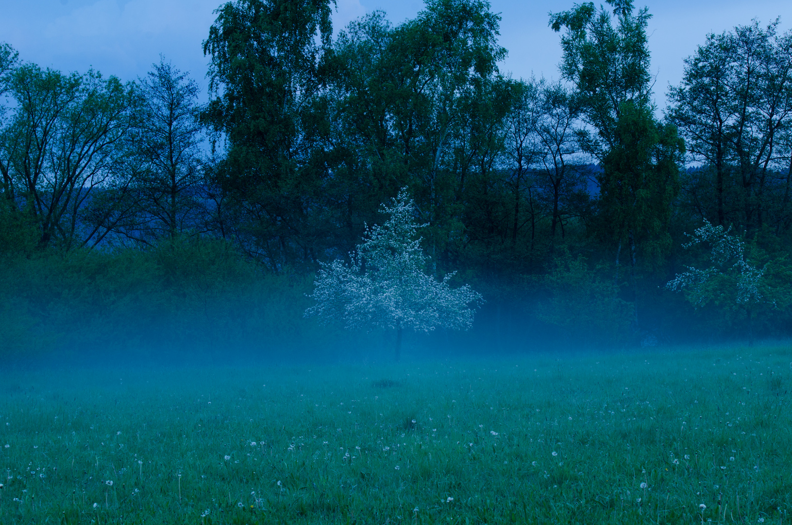 ghost tree