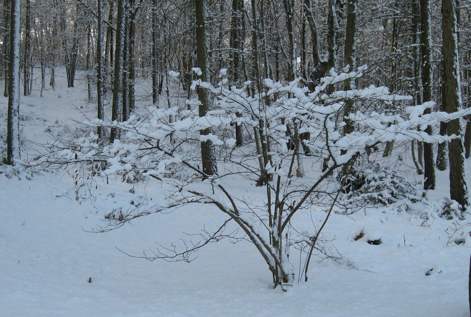 Ghost tree