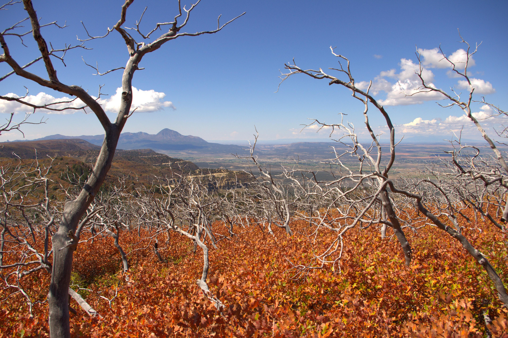 Ghost Trees - Mesa Verde, Colorado, USA