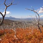 Ghost Trees - Mesa Verde, Colorado, USA