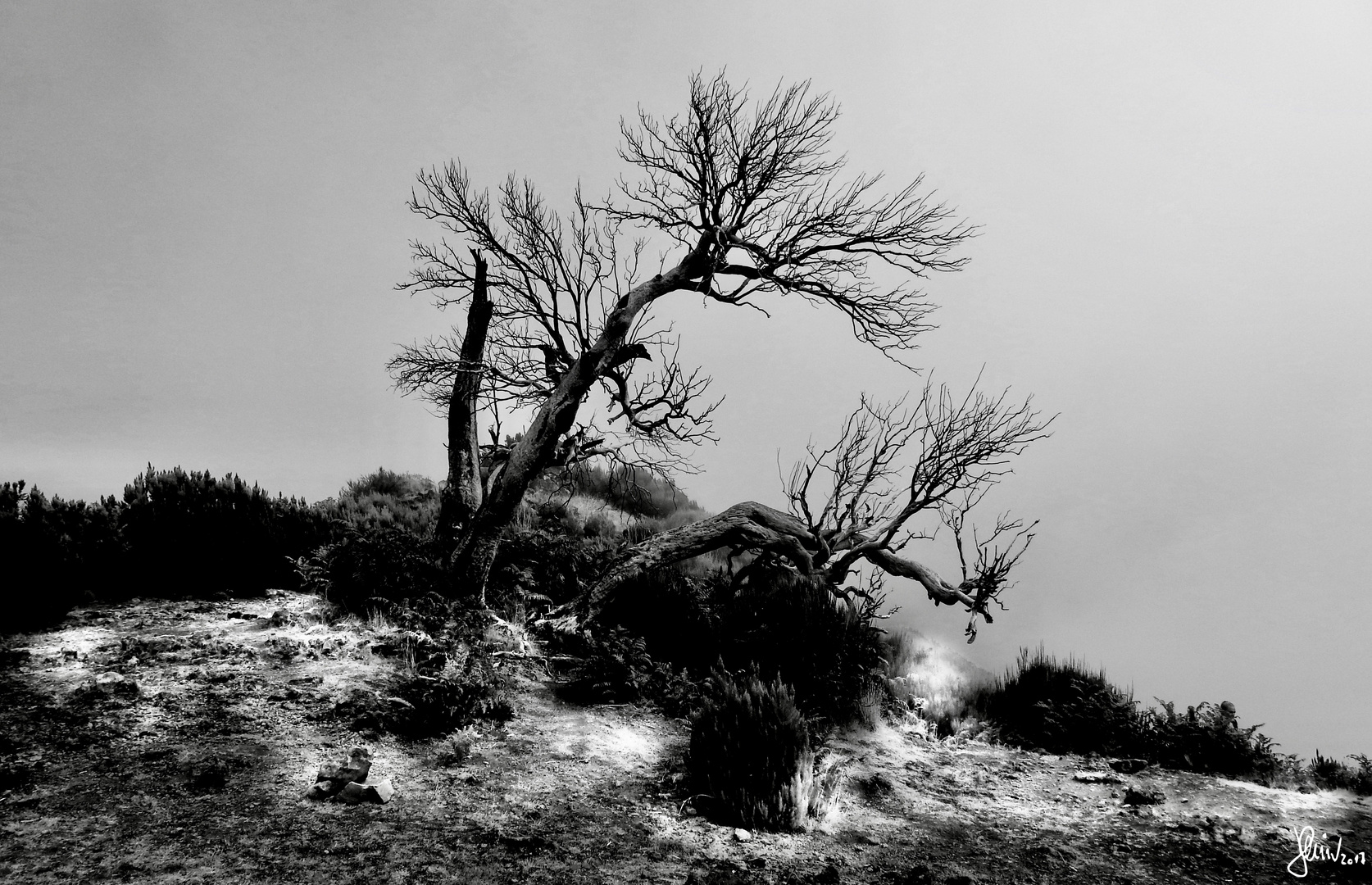 Ghost Trees of Madeira 1