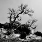 Ghost Trees of Madeira 1