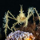 Ghostcrab