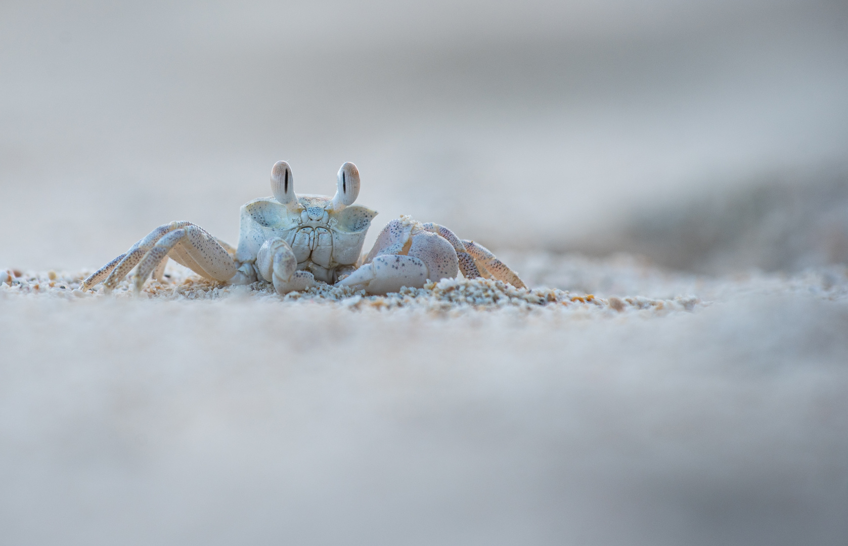 __ghostcrab___________