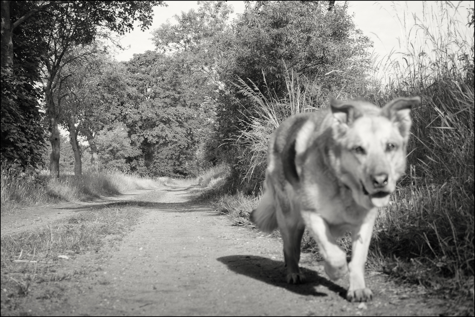 "Ghostdog"