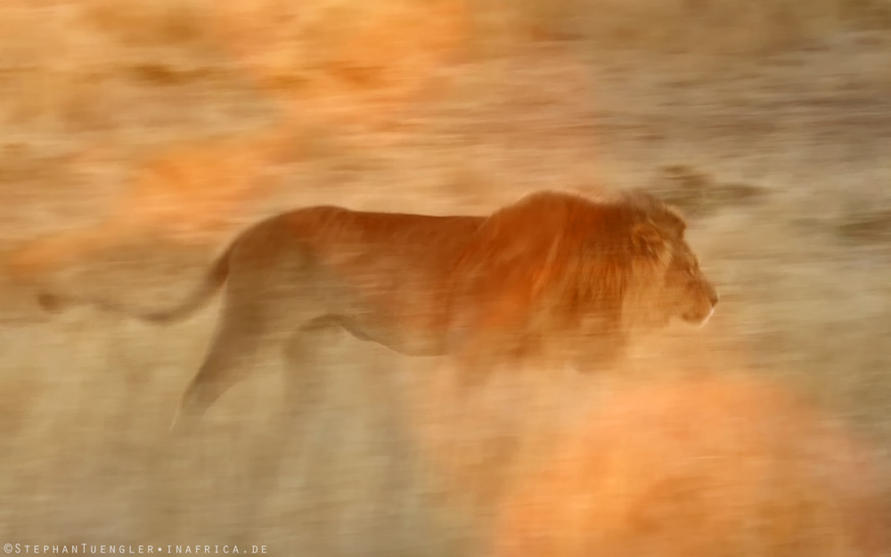 Ghostly lion -