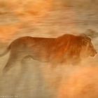 Ghostly lion -