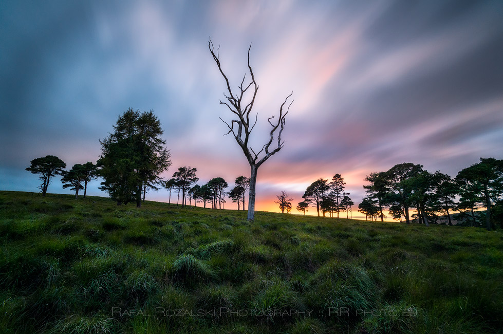 Ghostly Tree