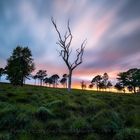 Ghostly Tree