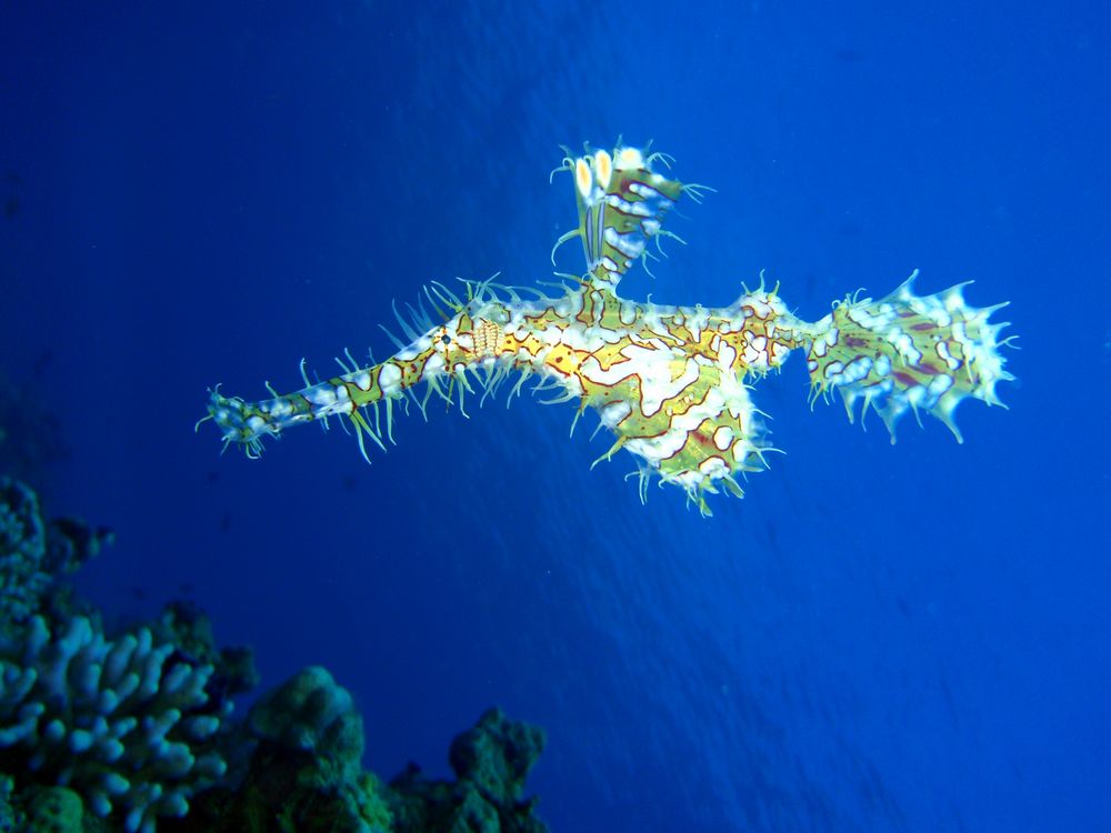 ghostpipe-fish (sharm el sheikh)