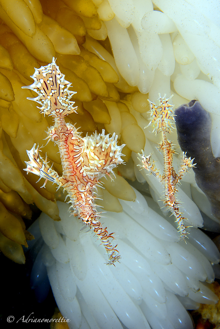 Ghostpipe on squid eggs