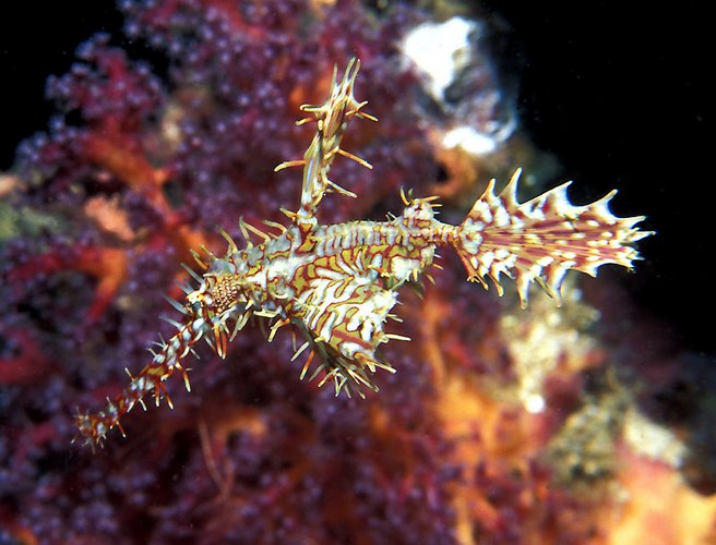 Ghostpipefish