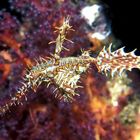 Ghostpipefish