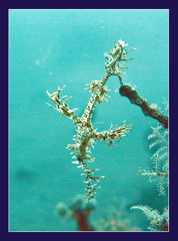 Ghostpipefish