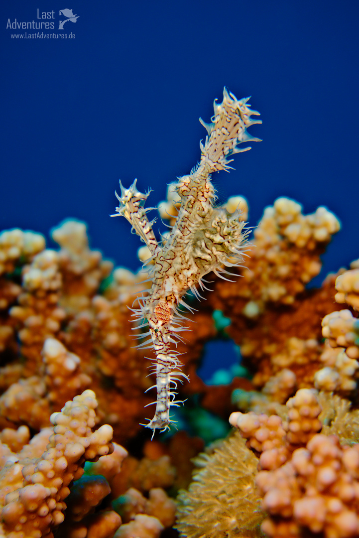 ghostpipefish and corals