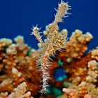 ghostpipefish and corals