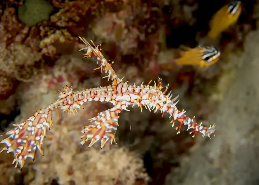 Ghostpipefish