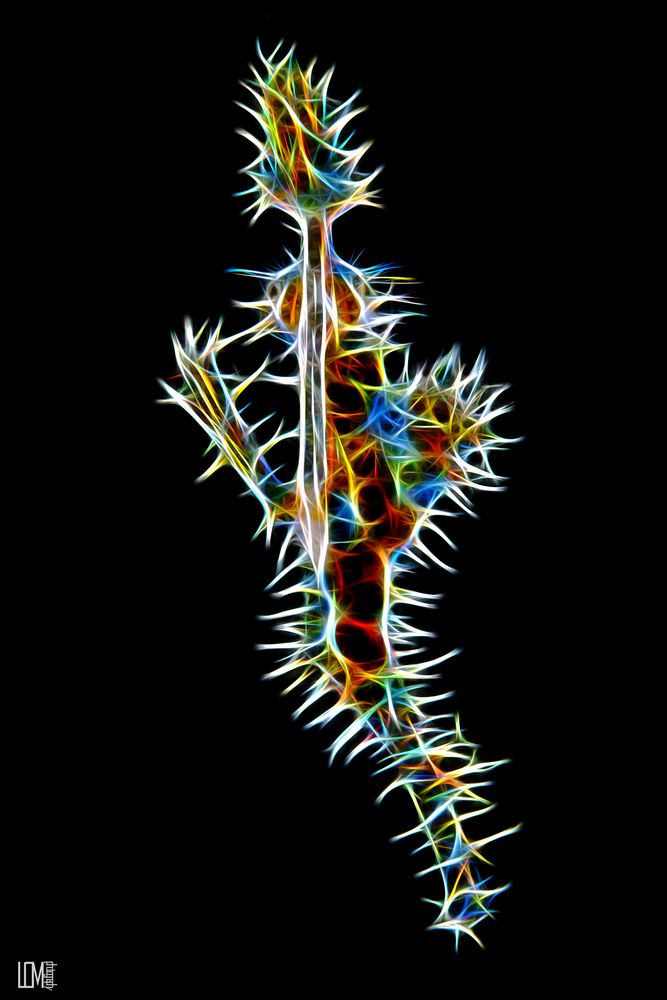 ghostpipefish