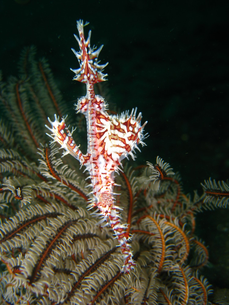 Ghostpipefish