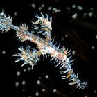 Ghostpipefish (Solenostomus paradoxus) 