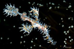 Ghostpipefish (Solenostomus paradoxus) 