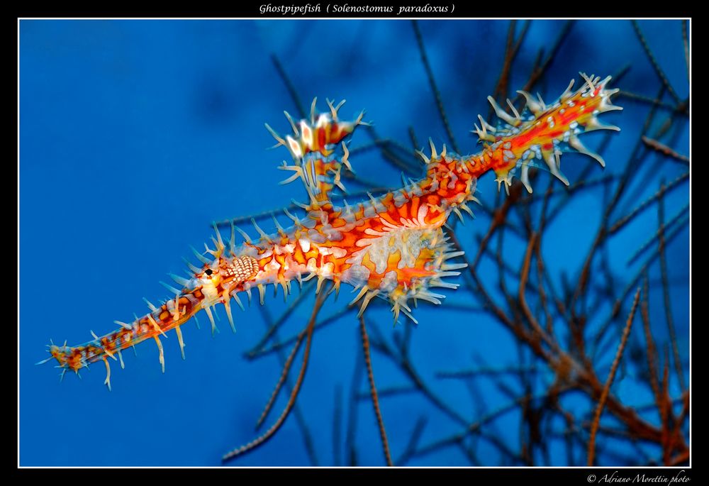 Ghostpipefish ( Solenostomus paradoxus )