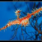 Ghostpipefish ( Solenostomus paradoxus )