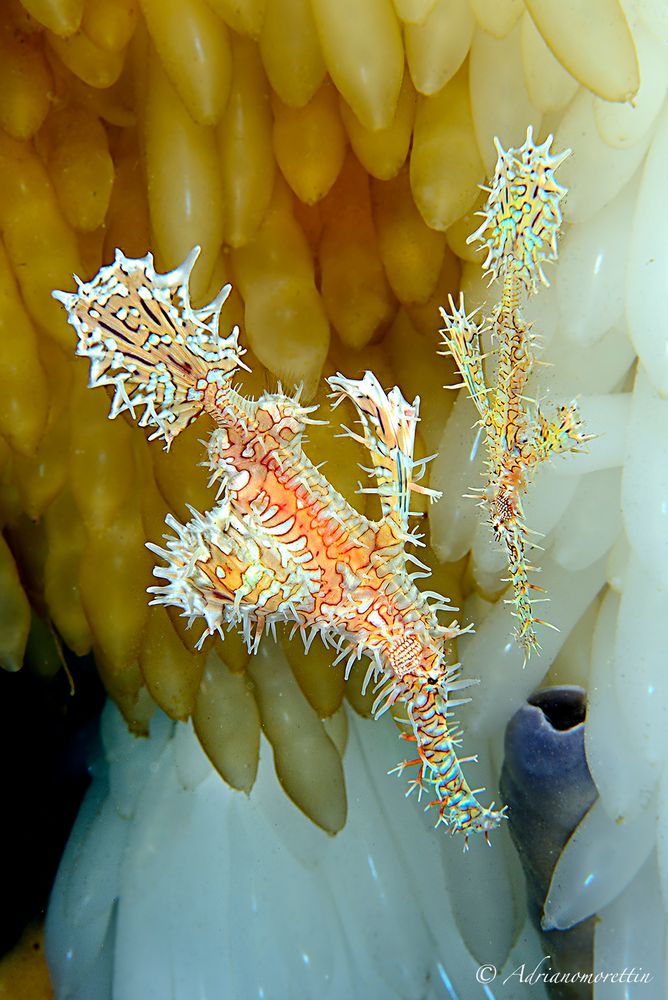 Ghostpipefish su uova di calamaro