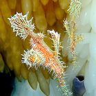 Ghostpipefish su uova di calamaro