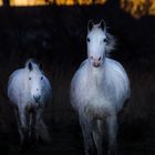 Ghosts of Camargue