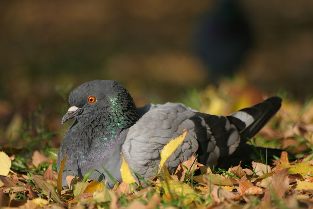 Giaciglio autunnale