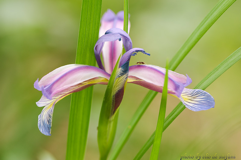 giaggiolo susunario (iris graminea)