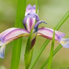 giaggiolo susunario (iris graminea)