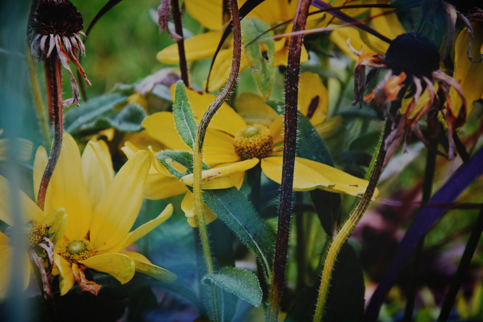 giallo autunno 