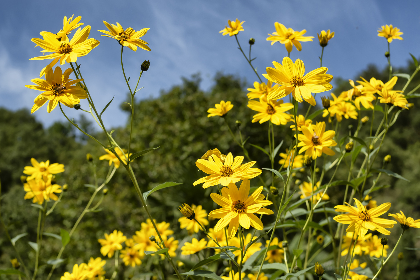 Giallo, azzurro e verde