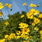 Giallo, azzurro e verde