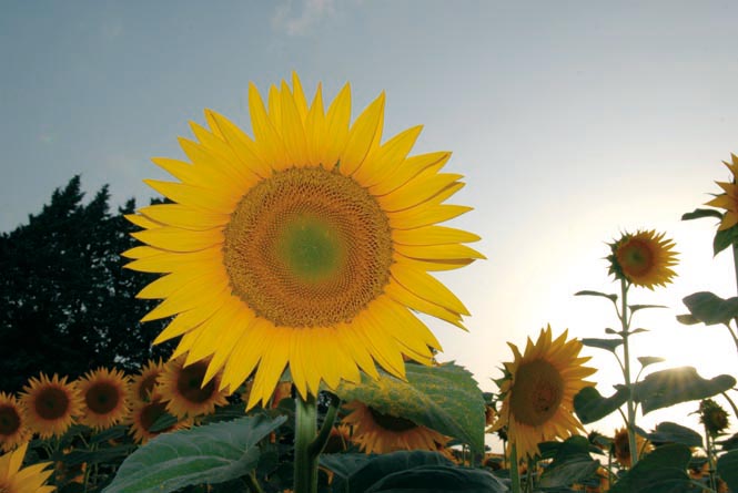 Giallo, colore del girasole!