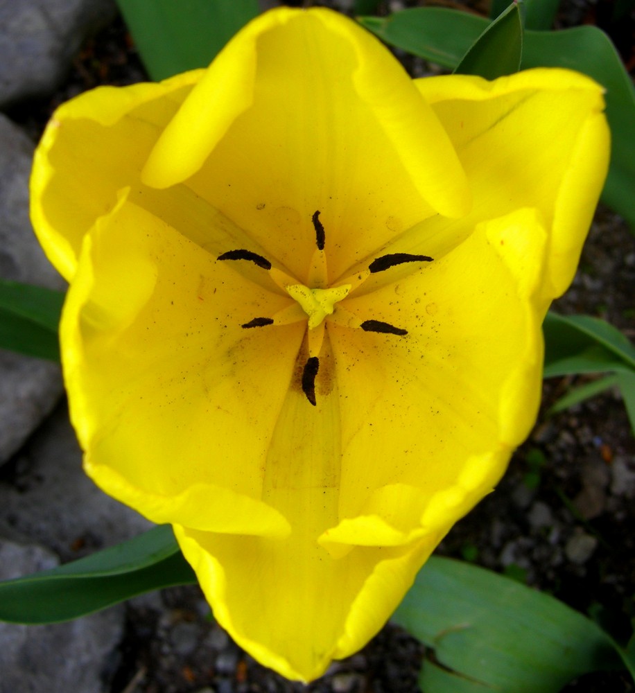 Giallo con una spruzzata di nero...