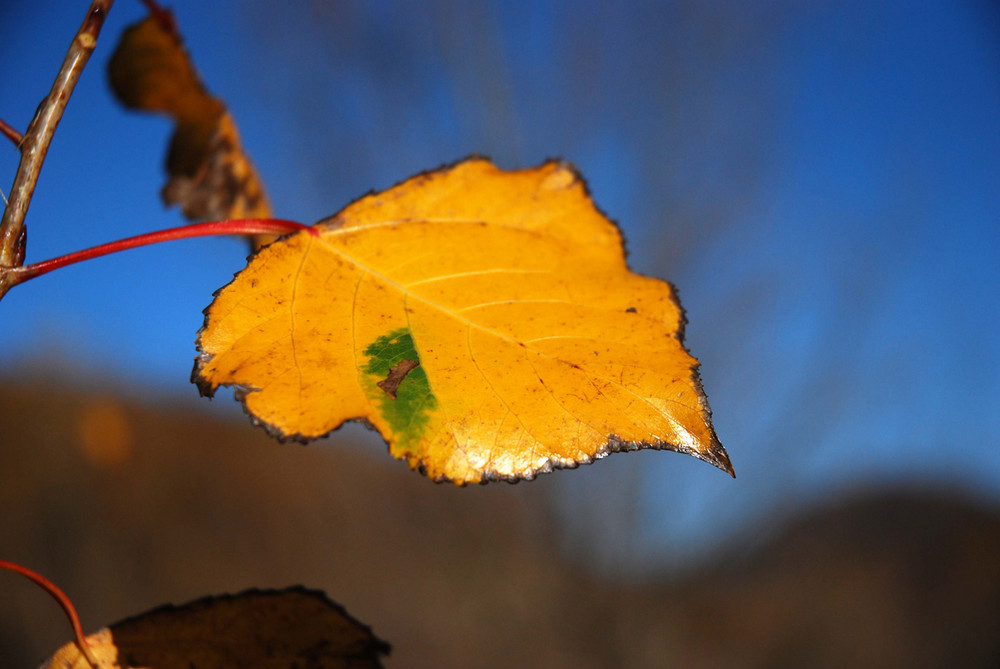 giallo d'autunno