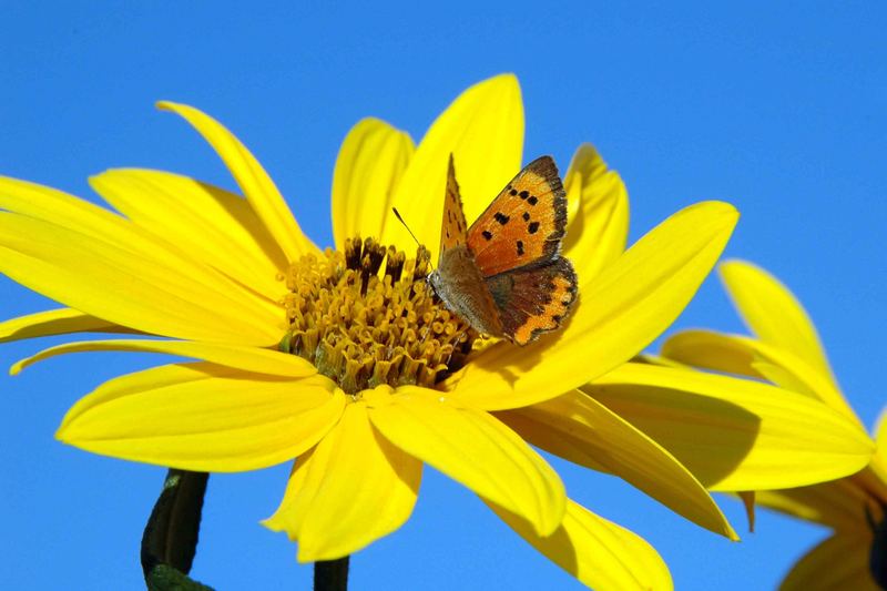 giallo d'autunno