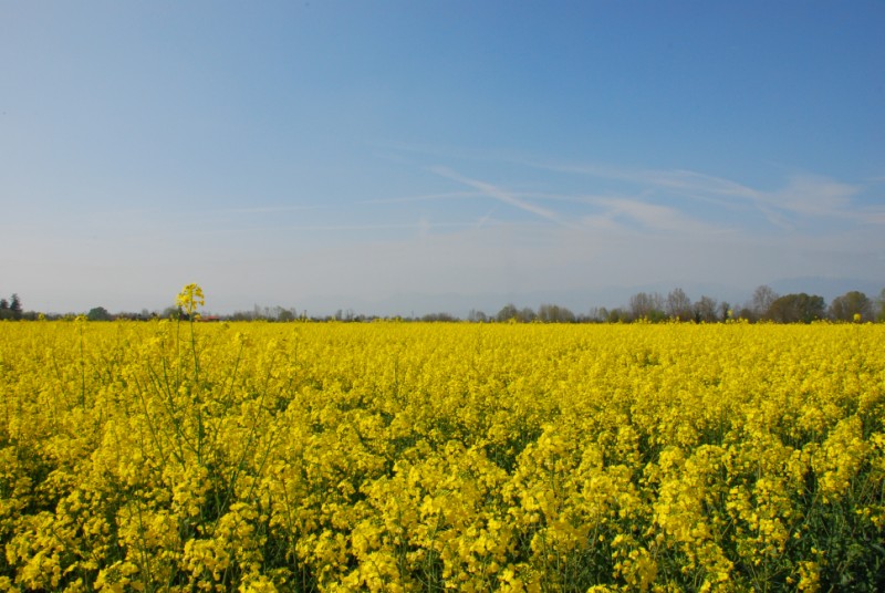 Giallo di primavera