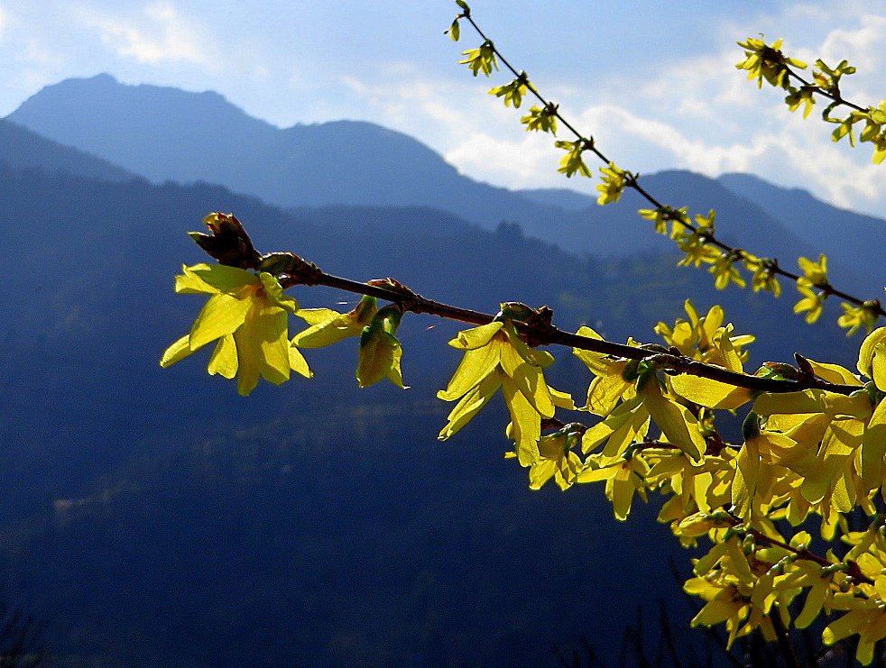 Giallo e blu