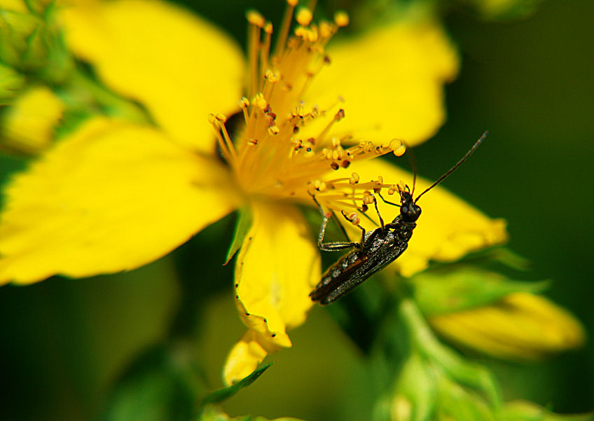 giallo e nero