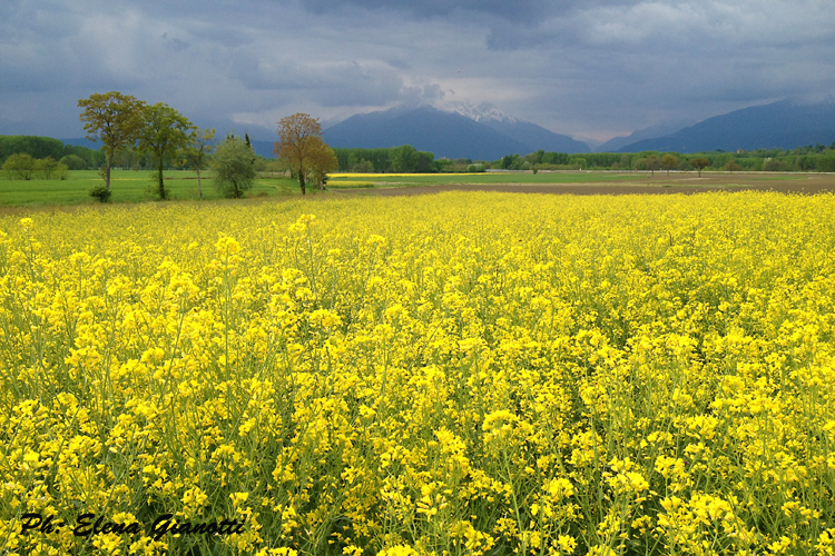 Giallo e nuvole